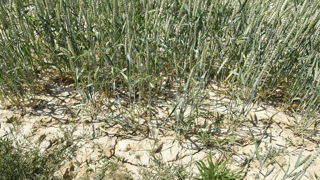 Pour l'étude, les chercheurs ont notamment utilisé les données de rendement du blé en France de 1980 à 2024.