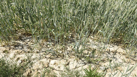 Pour l'étude, les chercheurs ont notamment utilisé les données de rendement du blé en France de 1980 à 2024.