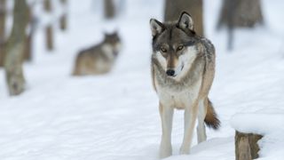 Les louvetiers devraient être habilités à réaliser des tirs de défense déclaratifs sur les loups, comme les éleveurs détenteurs du permis de chasser.