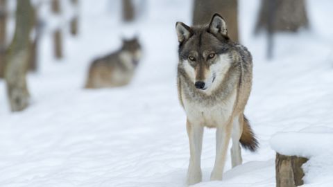 Les louvetiers devraient être habilités à réaliser des tirs de défense déclaratifs sur les loups, comme les éleveurs détenteurs du permis de chasser.