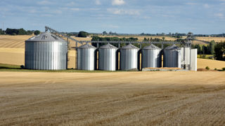 Le débouché vers les fabricants d'aliments du bétail devrait absorber près de 4,8 millions de tonnes de blé tendre sur la campagne de commercialisation de 2025-2026, selon les projections de FranceAgriMer de février.