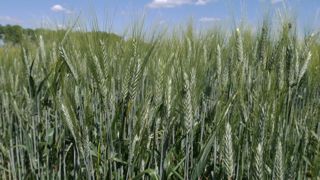 L'offre mondiale de blé dur est abondante pour la deuxième année consécutive.