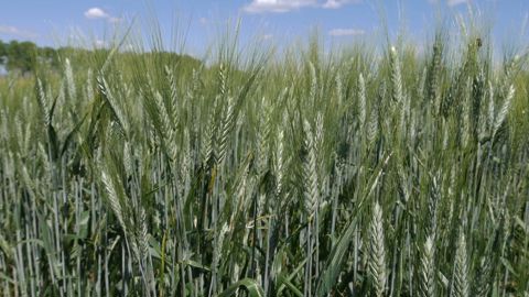 L'offre mondiale de blé dur est abondante pour la deuxième année consécutive.