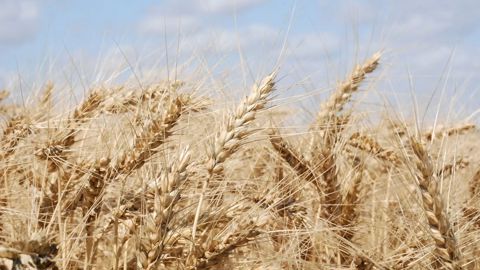 En blé tendre, un tiers des mélanges comptent trois variétés.