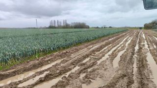 Les conditions de travail des maraîchers sont éprouvantes. Ici dans un champ de poireaux, dont les prix de vente ne couvrent même pas les charges.