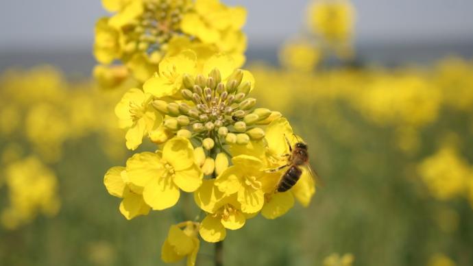 Colza avec abeille