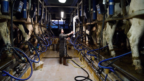 L'élevage de ruminants est en première ligne pour affronter le choc démographique, selon l'institut de l'élevage.