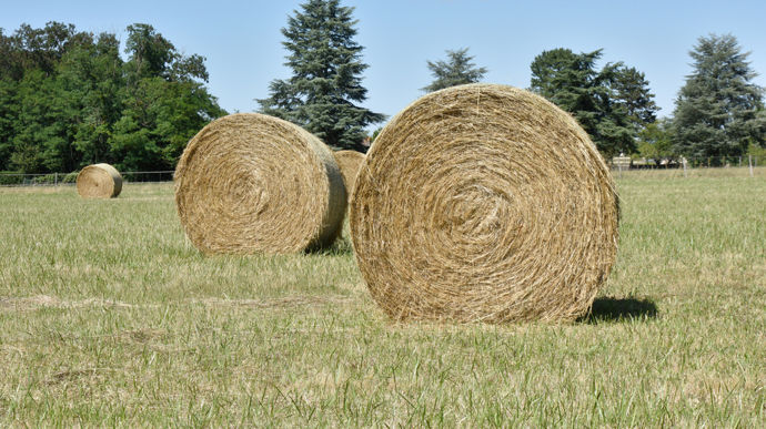 Il est conseillé de comptabiliser à leur valeur d’achat les fourrages achetés en 2025, qui étaient encore en stock au 31 décembre.