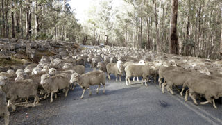 Les quotas proposés en 2023 pour les volumes concernés en viande ovine s'élèvent à 20 000 tonnes en provenance d'Australie. (photo d'illustration)
