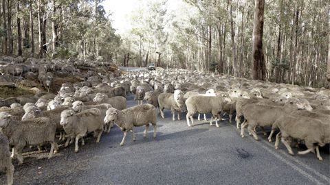 Les quotas proposés en 2023 pour les volumes concernés en viande ovine s'élèvent à 20 000 tonnes en provenance d'Australie. (photo d'illustration)