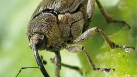 Charançons des tiges du colza