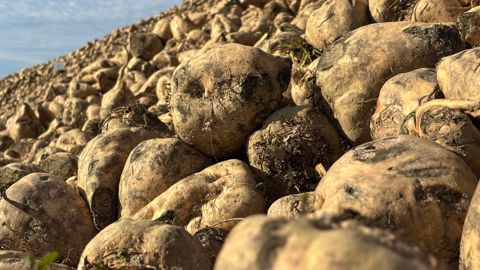 Saint Louis Sucre affiche un rendement final de 98 t/ha sur son site de Roye, et de 103 t/ha sur celui d’Etrépagny pour la campagne 2025-2026.