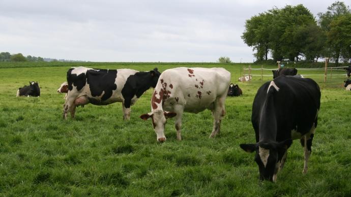 vaches laitières dans un pré
