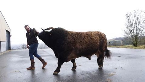 Le taureau Aubrac Narquois du Gaec Vidalenc Le taureau Aubrac Narquois du Gaec Vidalenc