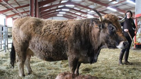 La vache Aubrac Normande de l'élevage Batut La vache Aubrac Normande de l'élevage Batut