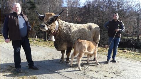 La vache Aubrac Orion représente la ferme Mempontel La vache Aubrac Orion représente la ferme Mempontel