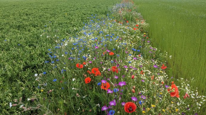 Chez Laurent Vermersch, cette bande fleurie (coquelicot, bleuet, nielle, anthémis, soucis, laiterons, chrysanthème des moisssons, silène...) crée une césure en faveur de la biodiversité fonctionnelle entre le pois et le lin textile.