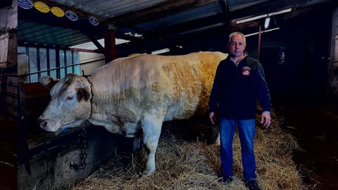Guillaume Mateuil prépare sa vache un an à l'avance, d'abord à l'herbe puis grâce à un aliment à base de tourteau de lin, pour favoriser le persillé.