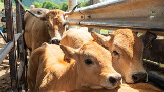 Le commissaire européen à la Santé et au Bien-être animal est ouvert à discuter d'un protocole alternatif à l'abattage total, dont l'efficacité doit être « scientifiquement prouvée et établie ».