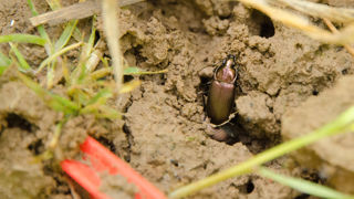 Le carabe doré est un prédateur des limaces. Ses larves vivent 4 ans dans le sol en s'alimentant de larves de taupins, de nymphes de charançons, de noctuelles... D'où l'importance de réduire le travail du sol.