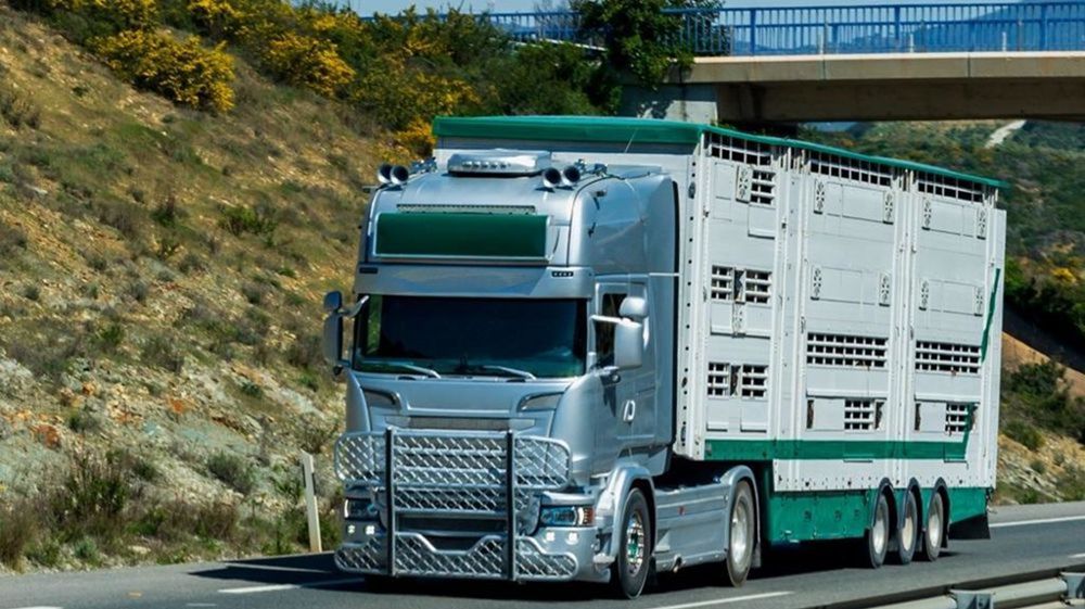 Le transport de bovins vers l'Espagne pourra reprendre dans les prochains jours.