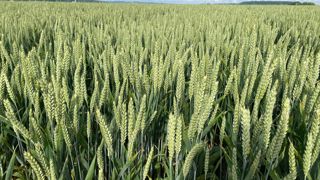 François Desprez, vice-président de Semae, estime que le modèle de financement de la recherche variétale qui a été trouvé en blé dur, impliquant les industriels, pourrait « permettre d’ouvrir la voie pour les autres céréales à paille ».