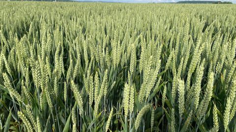 François Desprez, vice-président de Semae, estime que le modèle de financement de la recherche variétale qui a été trouvé en blé dur, impliquant les industriels, pourrait « permettre d’ouvrir la voie pour les autres céréales à paille ».
