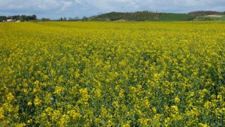 Le colza est « l’une des cultures les plus exigeantes en phosphore », rappelle Émile Lerebour, de Terres Inovia.
