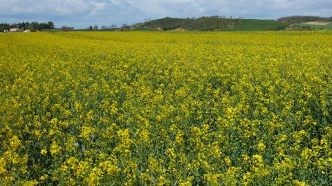 Le colza est « l’une des cultures les plus exigeantes en phosphore », rappelle Émile Lerebour, de Terres Inovia.