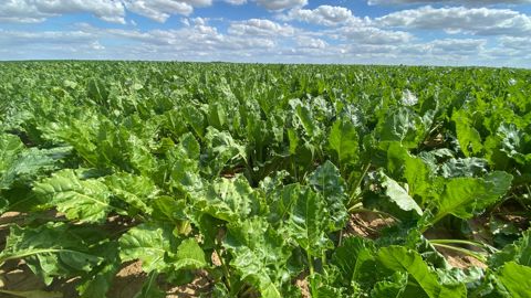 La dépense moyenne en herbicides betteraves grimpe à 204 €/ha traité en 2025 contre 182 €/ha en 2024. Jusqu'à six passages ont été réalisés (trois produits par passage).