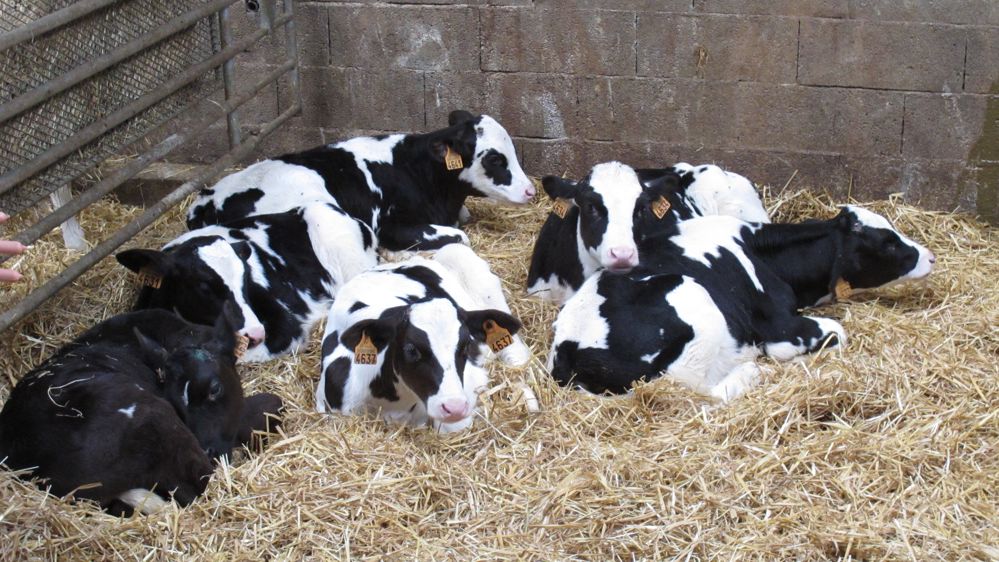 Génisses laitières à la ferme expérimentale de Trévarez 29