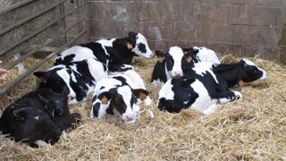 Génisses laitières à la ferme expérimentale de Trévarez 29