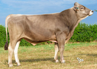 Snoopy taureau de race brune du shéma de séléction BGS Snoopy taureau de race brune du shéma de séléction BGS