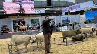 Le top price de la vente aux enchères prestige des béliers a été remporté par un texel. Il partira en Hongrie pour 1 620 €.