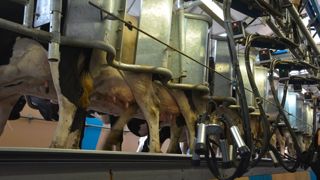 « Le nettoyage de nos installations de traite et de stockage du lait sont des points clés dans la maîtrise des germes totaux. Ces éléments doivent être vérifiés à la moindre dégradation de ces résultats. »