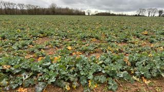 En France, les surfaces de colza pour la récolte 2026 sont attendues en hausse de 8% sur un an, estime Agreste.