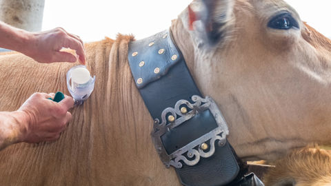 Cinq vaccins en cinq ans, c'est le défi que se lance l'Inrae.