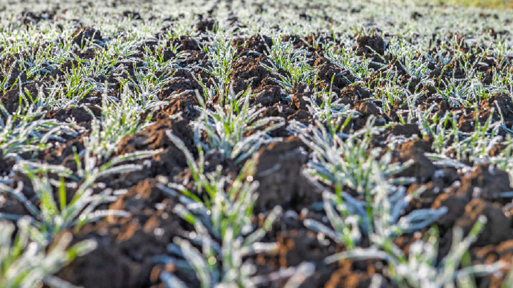 Avec Bellali en T1, protégez le potentiel des blés tendres