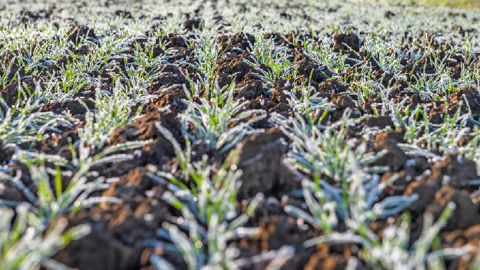 Avec Bellali en T1, protégez le potentiel des blés tendres