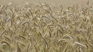 Selon les prévisions de la FAO, le niveau de blé produit dans le monde en 2026 devrait rester au-delà de la moyenne des cinq dernières années.