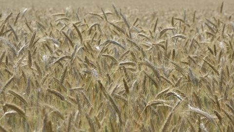 Selon les prévisions de la FAO, le niveau de blé produit dans le monde en 2026 devrait rester au-delà de la moyenne des cinq dernières années.