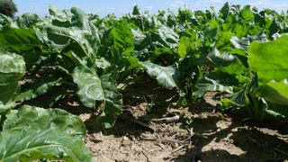 Dans le système sans pesticides incluant la betterave sucrière dans la rotation, le revenu net agricole a été évalué plus de trois fois supérieur au salaire minimum national mensuel. (image d'archives)