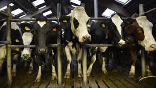 Le prix du lait payé aux éleveurs de l’Union européenne a chuté de 6 % entre décembre 2025 et janvier 2026.