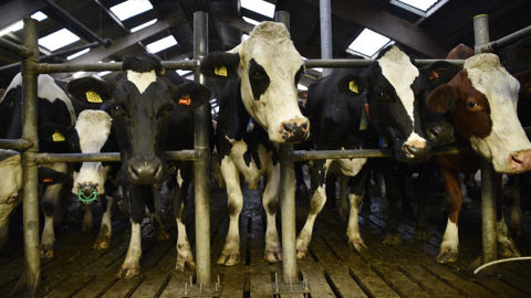 Le prix du lait payé aux éleveurs de l’Union européenne a chuté de 6 % entre décembre 2025 et janvier 2026.