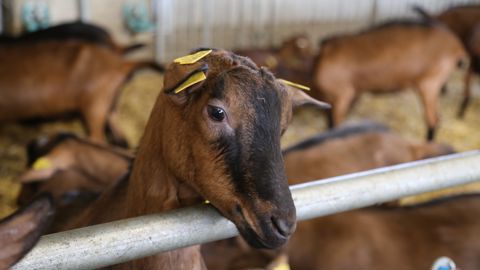 Avec la mise en place d'un cadre législatif, la filière caprine pourrait peser davantage sur les politiques publiques.