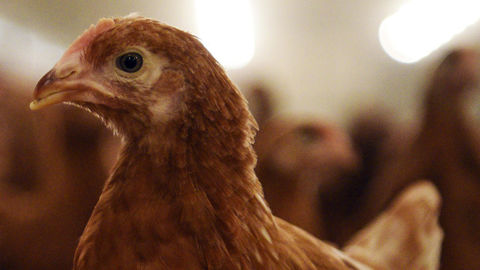 Le nouveau règlement encadre dorénavant les illustrations sur les étiquettes de viande de volaille.