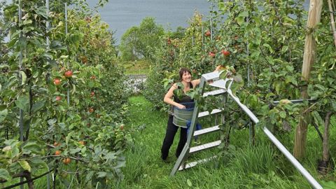 En Norvège, Alix Indey souhaitait découvrir la gestion des gelées tardives et du manque de soleil sur les cultures.