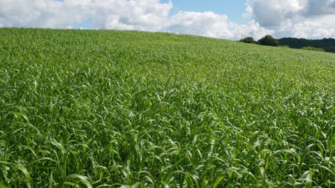Trèfle et sorgho peuvent permettre d’apporter de l’azote et de la biomasse.