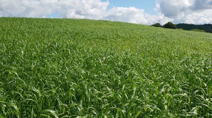 Trèfle et sorgho peuvent permettre d’apporter de l’azote et de la biomasse.