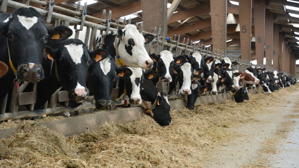 Troupeau laitier Holstein